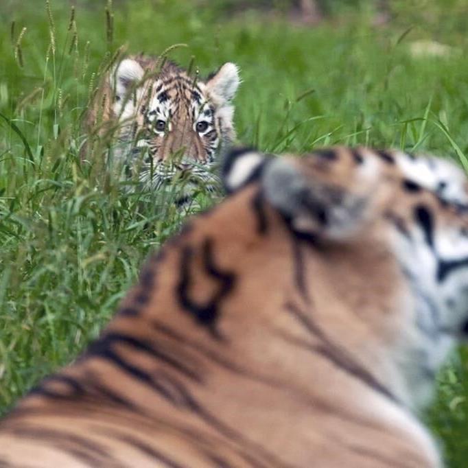 Pair of rare Amur tiger cubs debuting at Minnesota Zoo are raising hopes for the endangered species